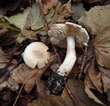 Tricholoma stiparophyllum image