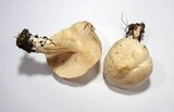 Tricholoma stiparophyllum image