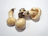 Tricholoma stiparophyllum image