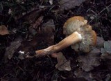 Tricholoma saponaceum image