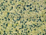 Peziza vesiculosa image