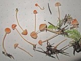 Atheniella adonis image
