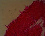Atheniella adonis image