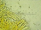 Otidea onotica image