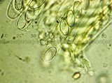 Otidea onotica image