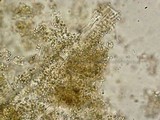 Postia ptychogaster image