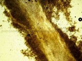 Postia ptychogaster image