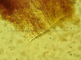 Postia ptychogaster image