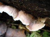 Merulius tremellosus image