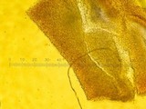 Tetrapyrgos subdendrophora image
