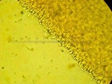 Tetrapyrgos subdendrophora image