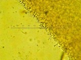 Tetrapyrgos subdendrophora image