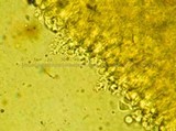 Tetrapyrgos subdendrophora image