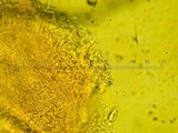 Tetrapyrgos subdendrophora image