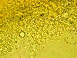 Tetrapyrgos subdendrophora image