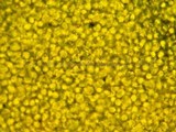 Tetrapyrgos subdendrophora image