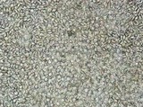 Coprinopsis semitalis image