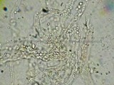 Coprinopsis semitalis image