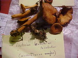 Lactarius luculentus var. luculentus image