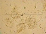 Coprinopsis semitalis image
