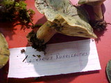 Lactarius rubrilacteus image