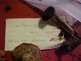 Lactarius fallax var. concolor image