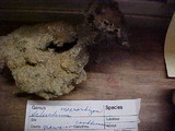 Scleroderma macrorhizon image