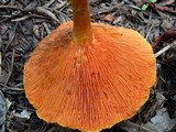 Hygrophoropsis aurantiaca image