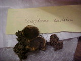 Scleroderma areolatum image