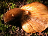 Tapinella atrotomentosa image