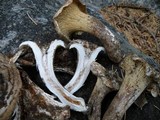 Gomphus bonarii image
