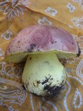 Boletus regius image