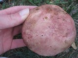 Boletus regius image
