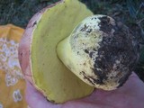 Boletus regius image