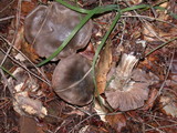 Entoloma ferruginans image