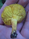 Phylloporus rhodoxanthus image