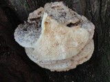 Climacodon septentrionalis image