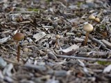 Psilocybe stuntzii image