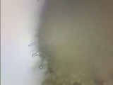 Psilocybe stuntzii image
