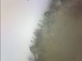 Psilocybe stuntzii image