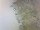 Psilocybe stuntzii image