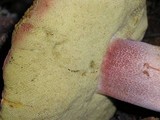 Boletus regineus image