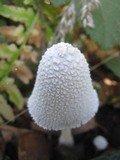 Coprinopsis nivea image