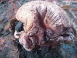 Fistulina hepatica image