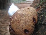 Fistulina hepatica image