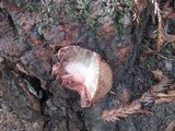 Fistulina hepatica image
