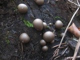 Lycogala epidendrum image