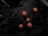 Lycogala epidendrum image