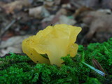 Dacryopinax spathularia image