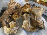 Gomphus kauffmanii image